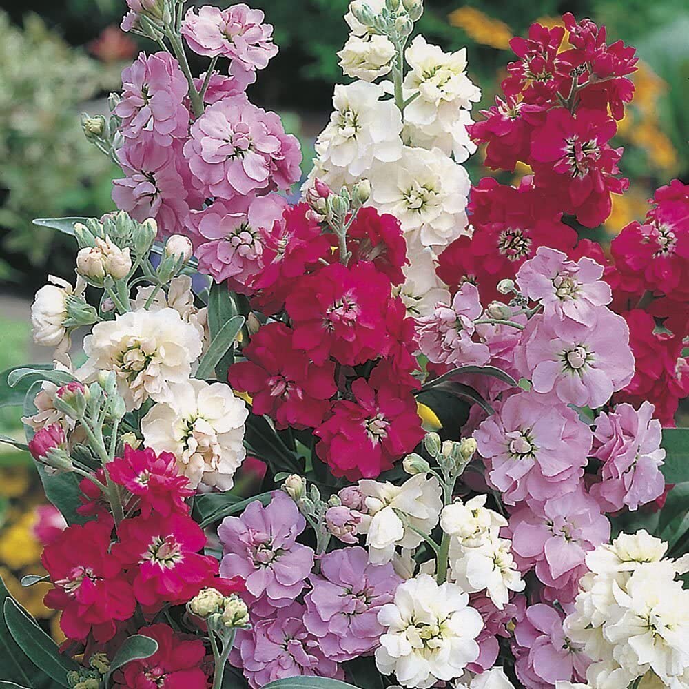 Stock Double Mixed Seeds – Fragrant, Colorful Garden Bloom Variety - Image 8