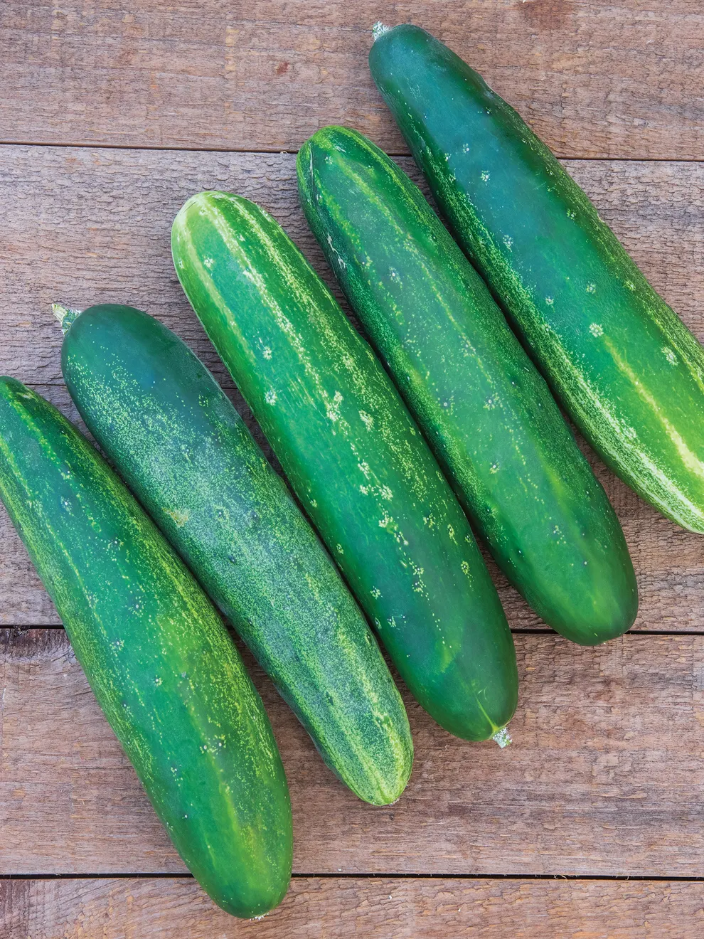 Straight Eight Cucumber Seeds – High-Yield, Crisp & Heirloom Variety - Image 2