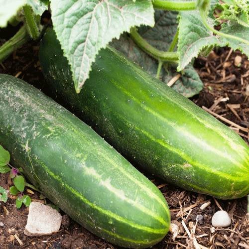 Straight Eight Cucumber Seeds – High-Yield, Crisp & Heirloom Variety - Image 3