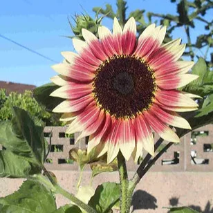 Sunflower Seeds (Strawberry Blonde Sunflower Seeds) - Unique Rose-Tinted Blooms for Gardens - Image 2