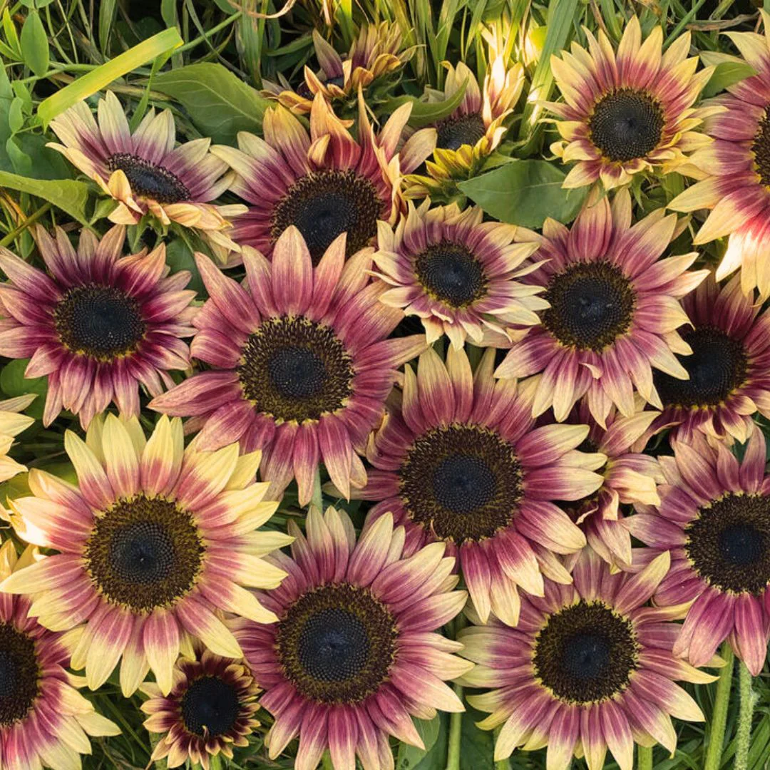 Sunflower Seeds (Strawberry Blonde Sunflower Seeds) - Unique Rose-Tinted Blooms for Gardens - Image 3