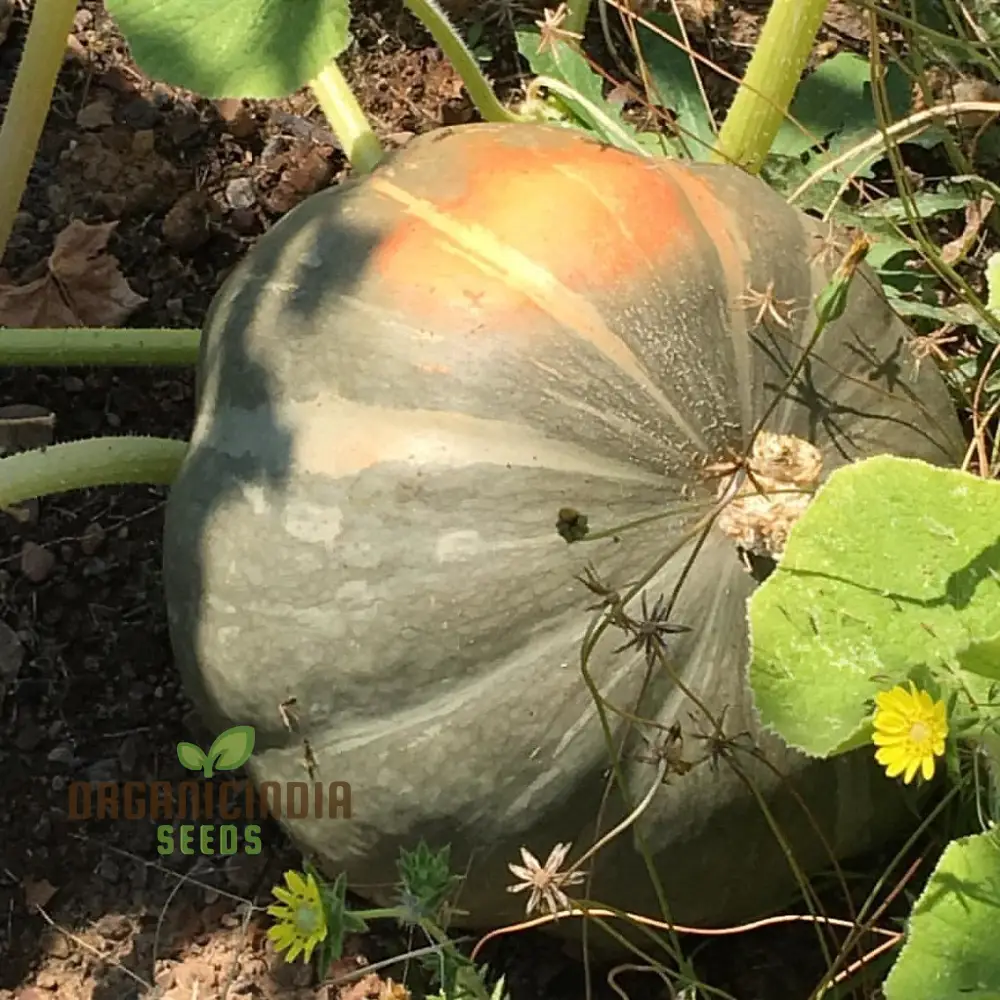 Strawberry Crown Squash Seeds - Grow Flavorful and Unique Strawberry Crown Squash in Your Garden