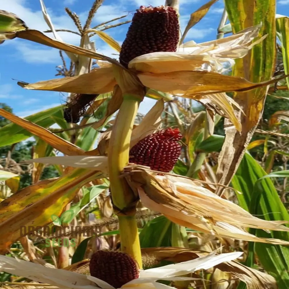 Heirloom Strawberry Popcorn Seeds, Premium Popcorn Planting Seeds for Delightful Harvests