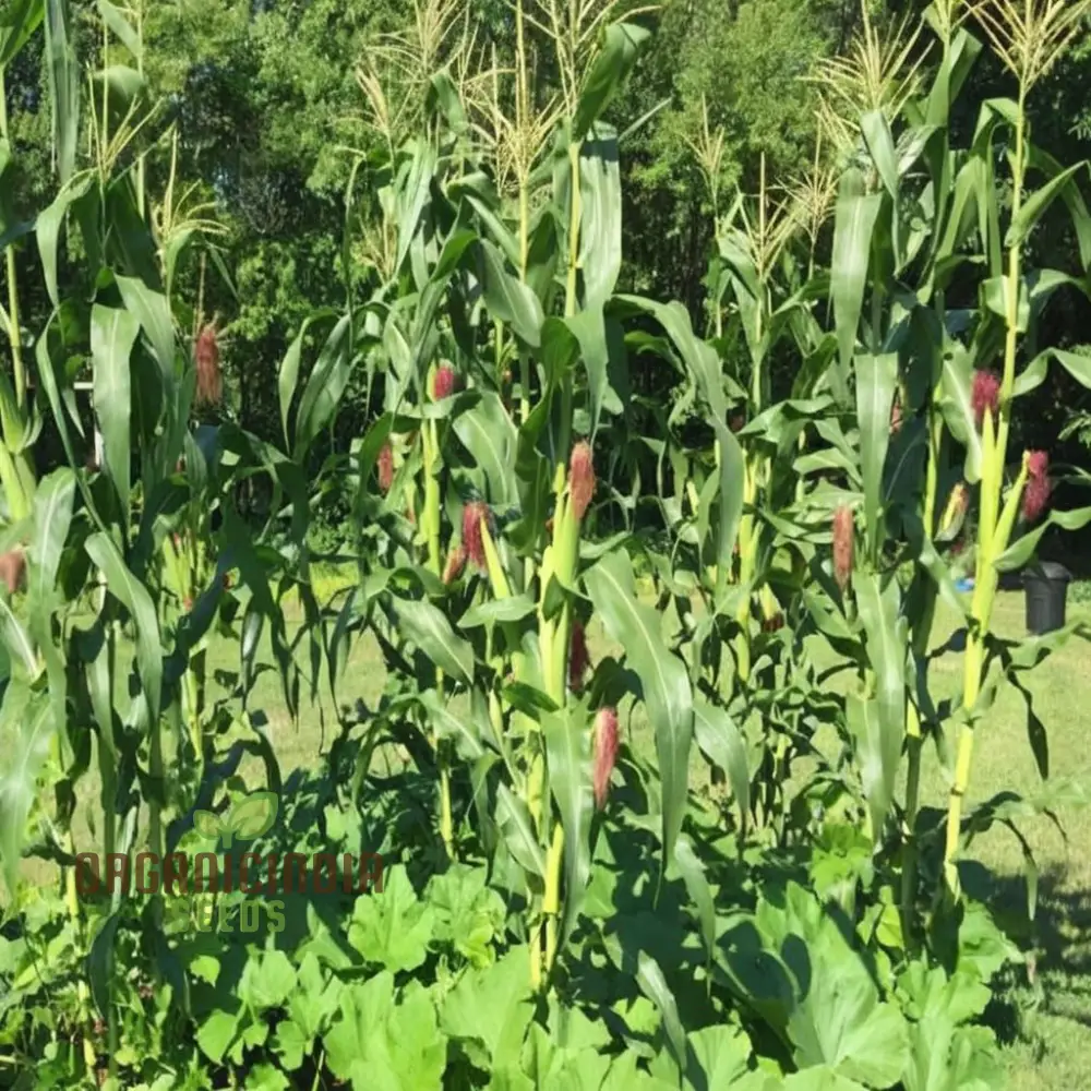 Heirloom Strawberry Popcorn Seeds, Premium Popcorn Planting Seeds for Delightful Harvests - Image 4