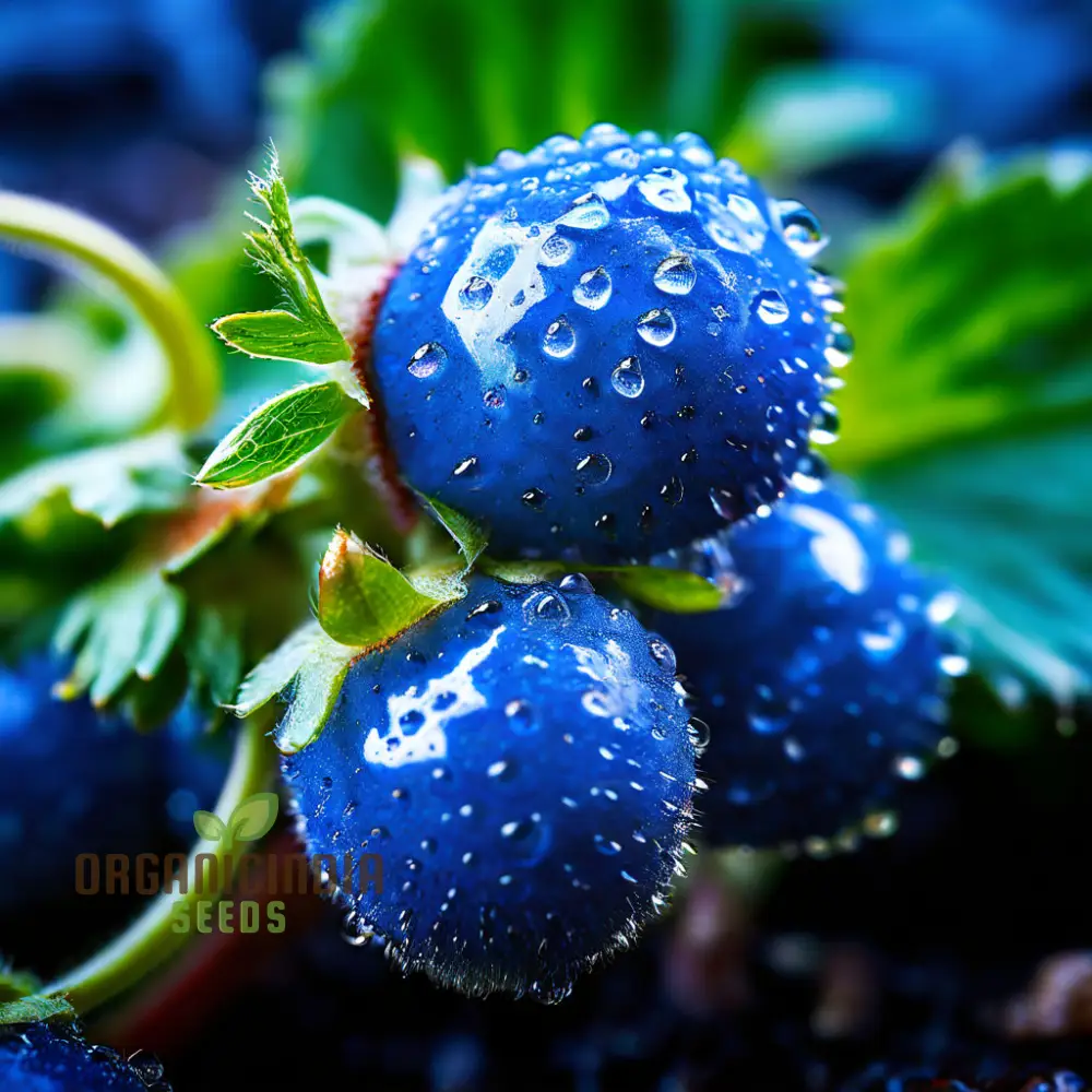 Blue Color Strawberry Fruit Seeds for Planting, Enhance Your Gardening Experience with Unique Fruit Seeds - Image 3