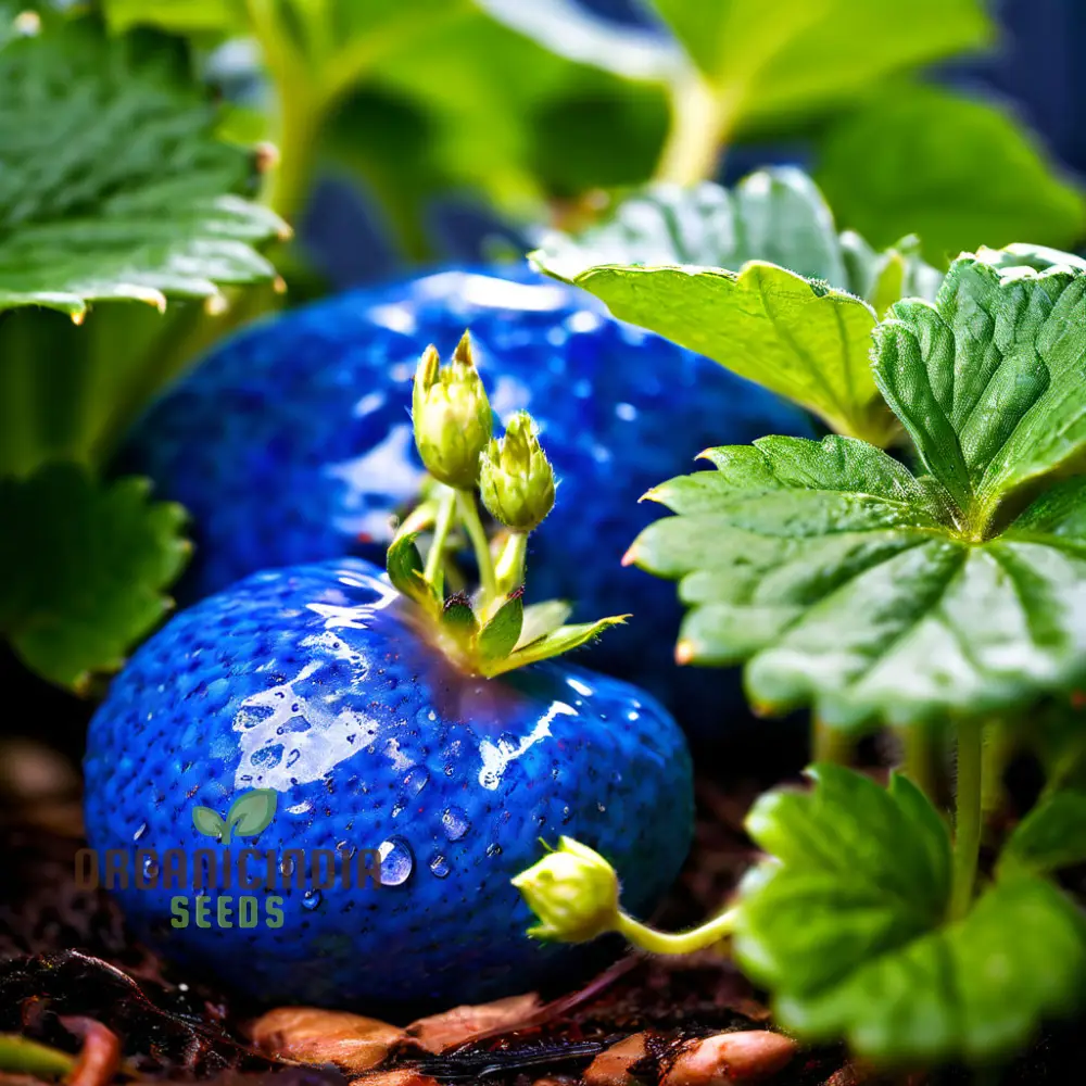 Blue Color Strawberry Fruit Seeds for Planting, Enhance Your Gardening Experience with Unique Fruit Seeds - Image 4
