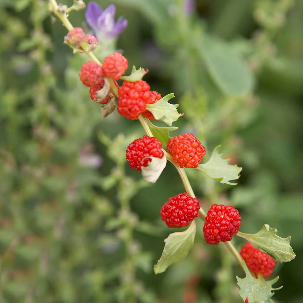 Strawberry Sticks Spinach Fruit Seeds