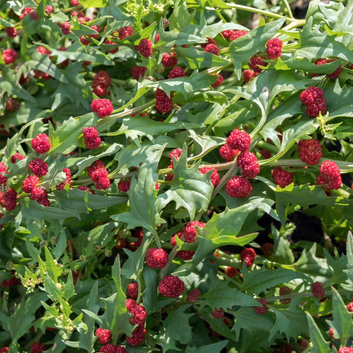 Strawberry Sticks Spinach Fruit Seeds - Image 3