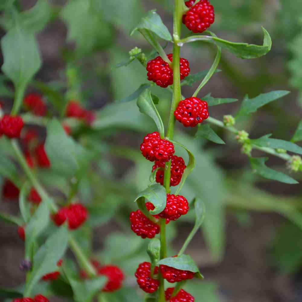 Strawberry Sticks Spinach Fruit Seeds - Image 6
