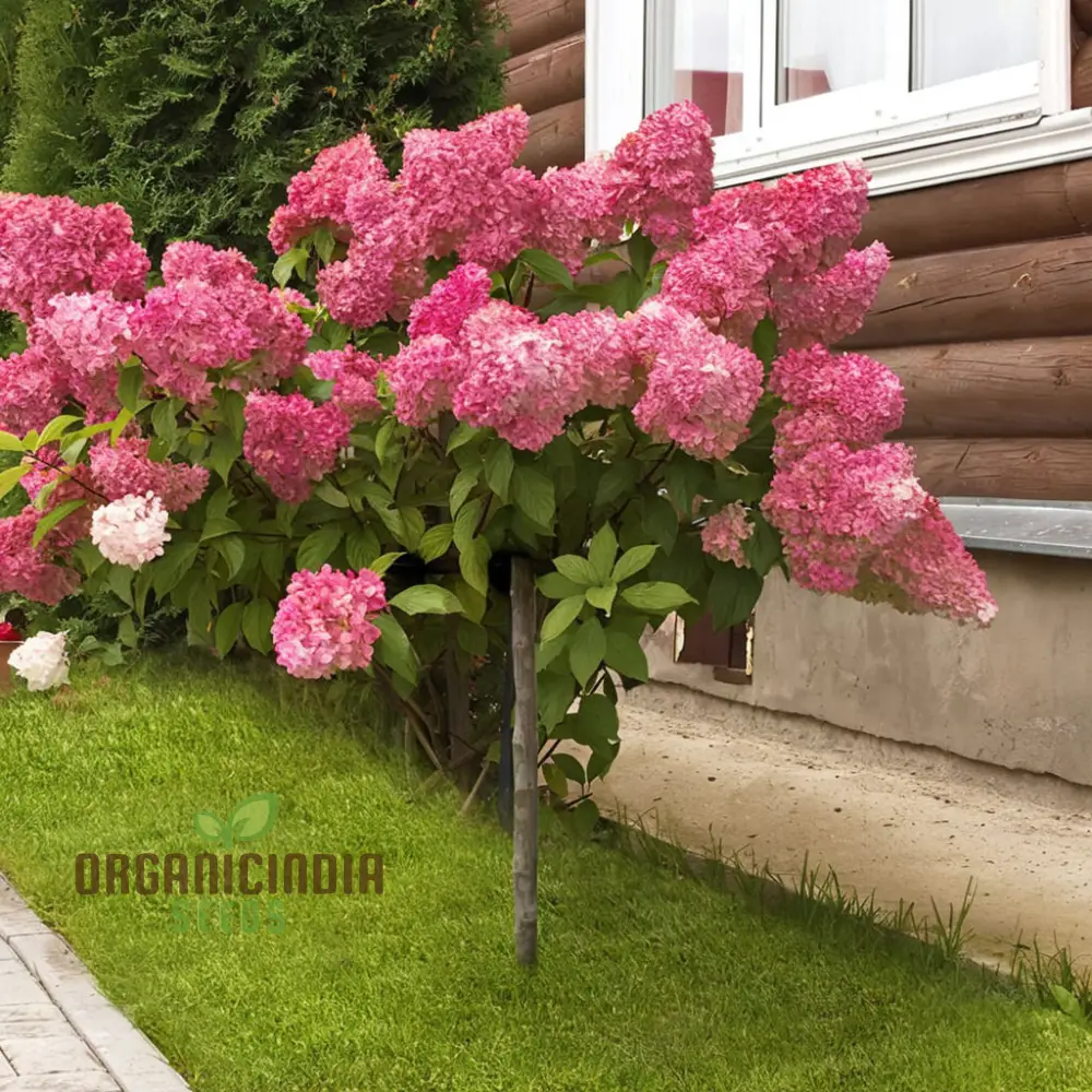 Strawberry Sundae Hydrangea Seeds , Elevate Your Gardening Experience with Lush, Creamy-Pink Blooms