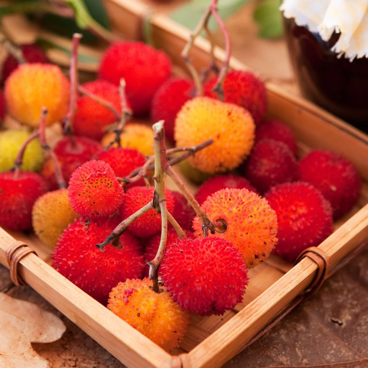 Strawberry Tree Fruit Seeds - Image 3
