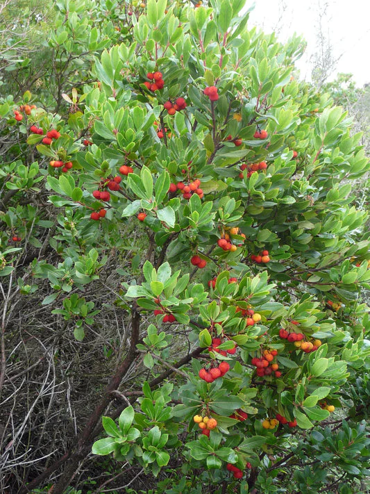 Strawberry Tree Fruit Seeds - Image 5