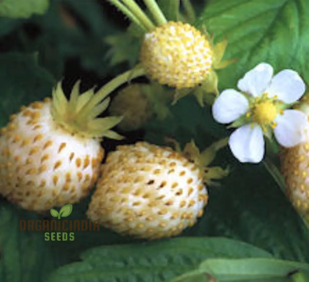 Strawberry 'White Delight' Seeds Premium Gardening Seeds for Your Garden