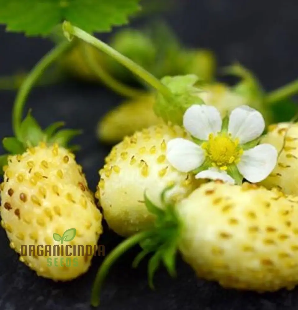 Strawberry 'White Delight' Seeds Premium Gardening Seeds for Your Garden - Image 3