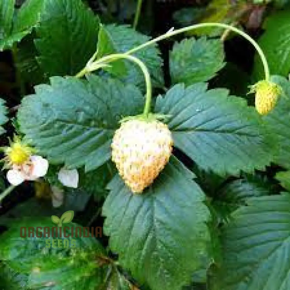 Strawberry 'White Delight' Seeds Premium Gardening Seeds for Your Garden - Image 4