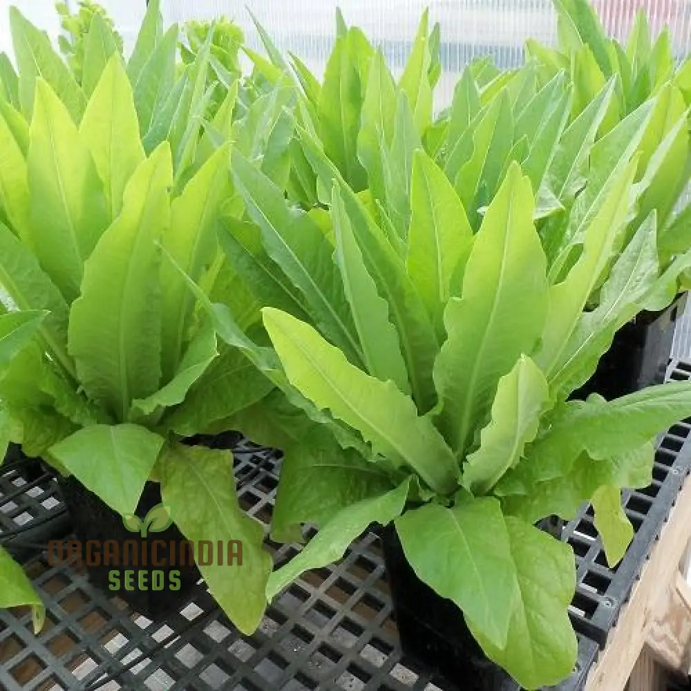 Strela Green Lettuce Seeds: Premium Quality for Vibrant Gardening Success - Image 3