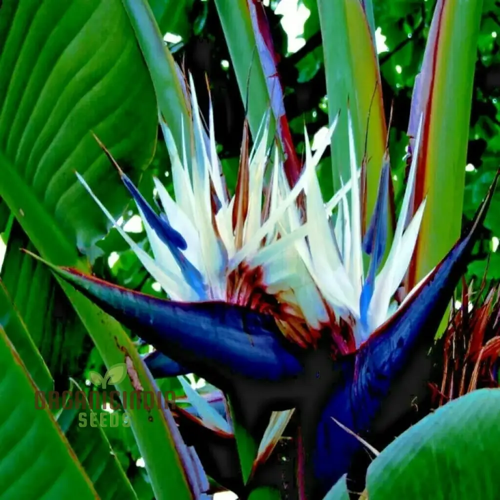 STRELITZIA NICOLAI 'WHITE BIRD OF PARADISE' Seeds for Your Garden â€“ Elevate Your Gardening Experience with Majestic, Tropical Blooms!