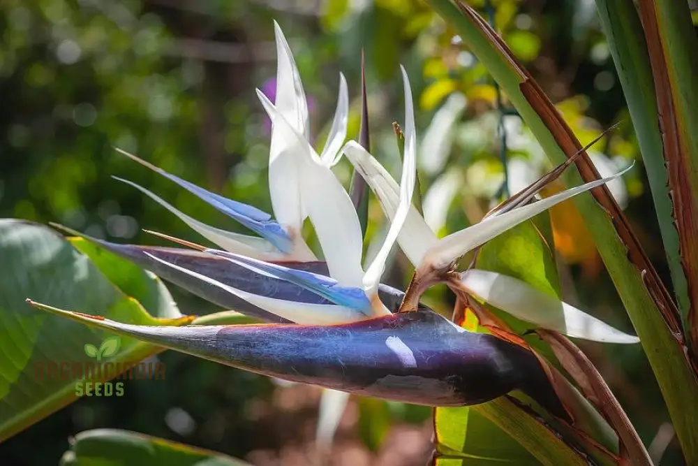 STRELITZIA NICOLAI 'WHITE BIRD OF PARADISE' Seeds for Your Garden â€“ Elevate Your Gardening Experience with Majestic, Tropical Blooms! - Image 3
