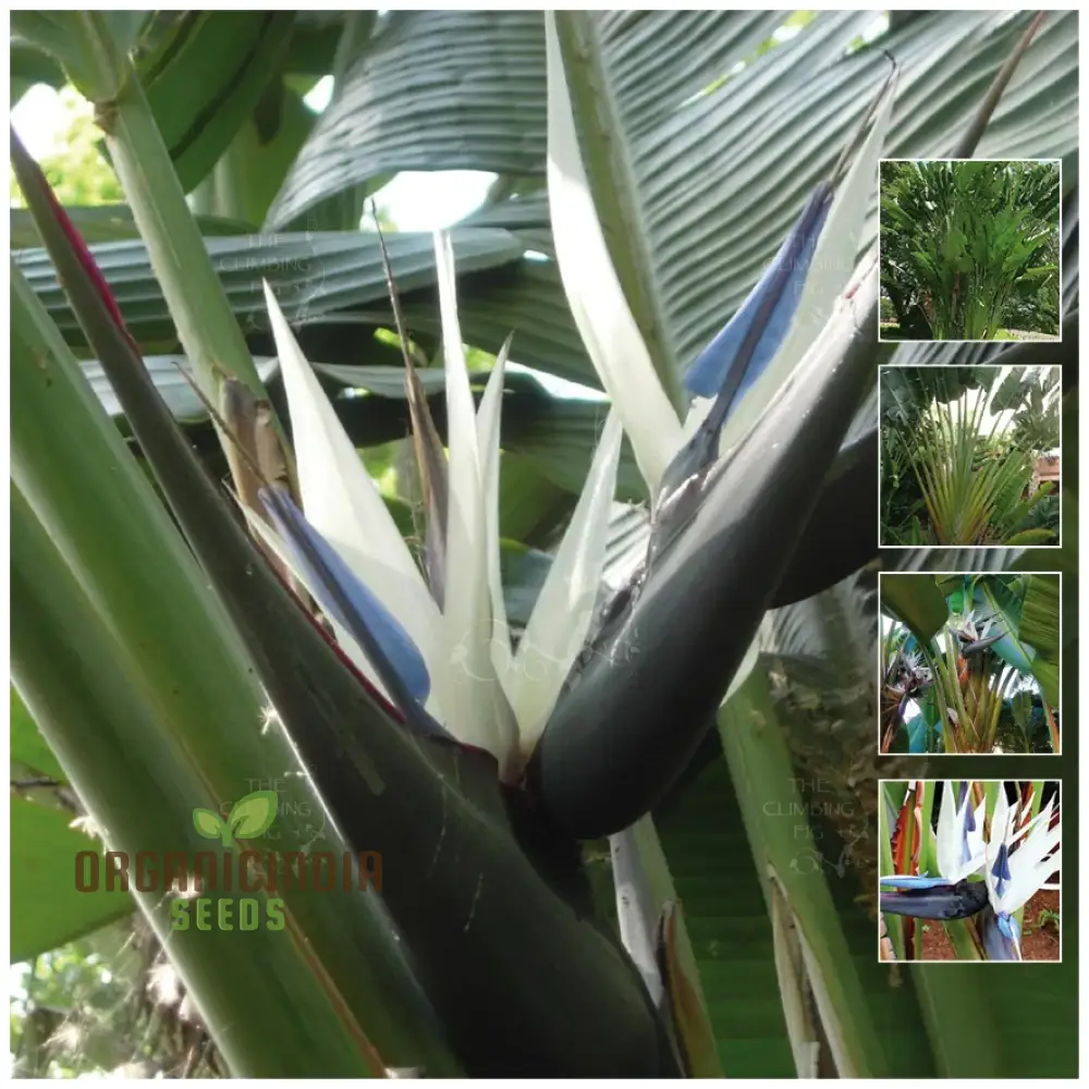 STRELITZIA NICOLAI 'WHITE BIRD OF PARADISE' Seeds for Your Garden â€“ Elevate Your Gardening Experience with Majestic, Tropical Blooms! - Image 4