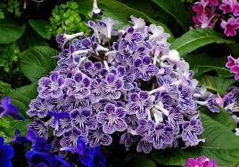 Streptocarpus Seeds – Premium Blooming Variety for Vibrant Indoor and Outdoor Gardens - Image 3