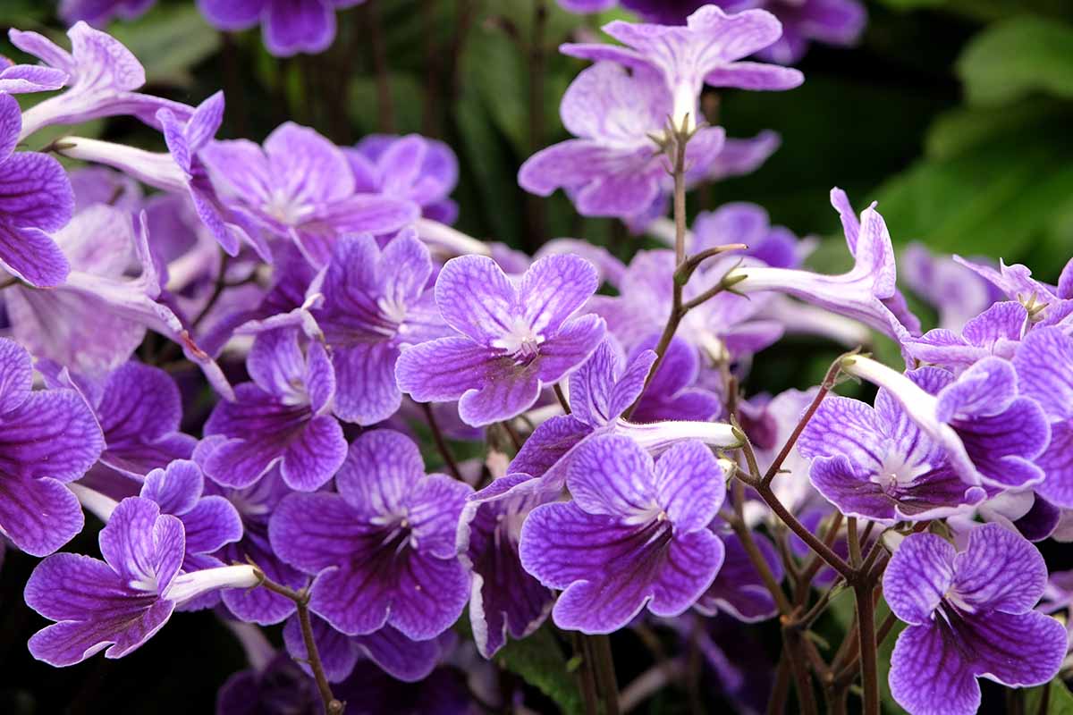 Streptocarpus Seeds – Premium Blooming Variety for Vibrant Indoor and Outdoor Gardens - Image 4