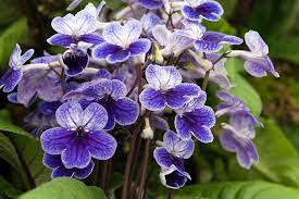 Streptocarpus Seeds – Premium Blooming Variety for Vibrant Indoor and Outdoor Gardens - Image 5