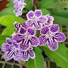 Streptocarpus Seeds – Premium Blooming Variety for Vibrant Indoor and Outdoor Gardens - Image 6