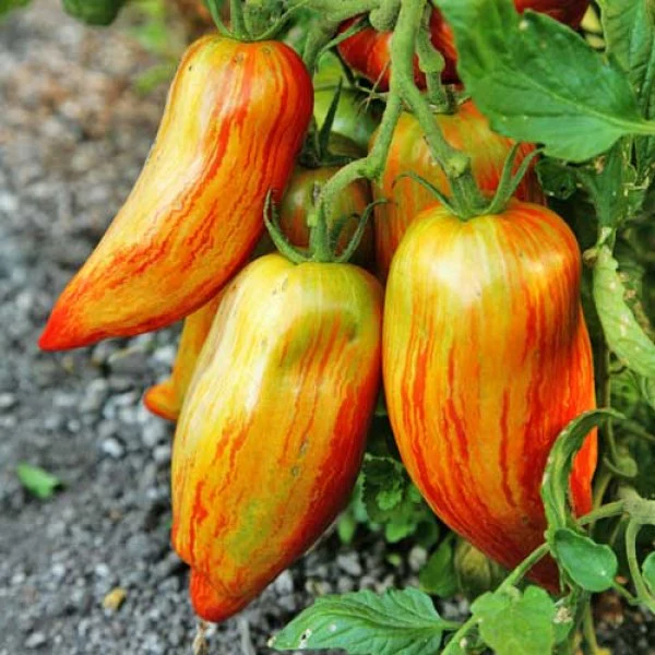 Striped Roman Tomato Seeds – Heirloom, Rich Flavor & Unique Stripes - Image 2