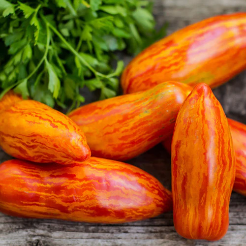 Striped Roman Tomato Seeds – Heirloom, Rich Flavor & Unique Stripes - Image 4