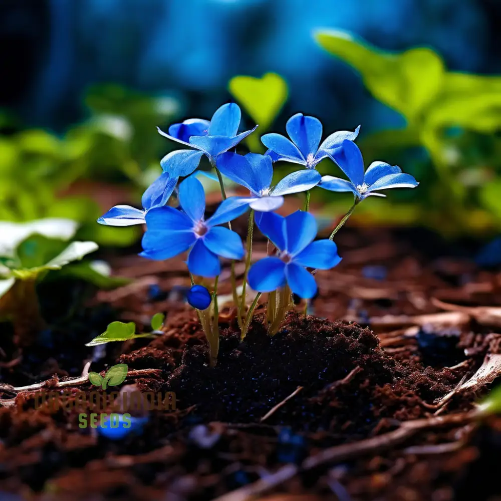 Stunning Blue Ground Cover Flowering Plant Seeds - Perfect for Enhancing Your Garden with Lush, Low-Maintenance Beauty through Thoughtful Planting and Gardening