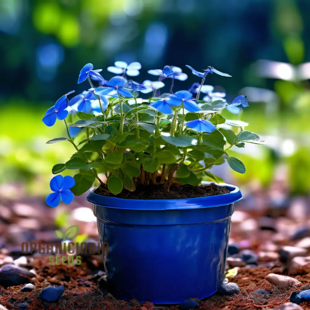 Stunning Blue Ground Cover Flowering Plant Seeds - Perfect for Enhancing Your Garden with Lush, Low-Maintenance Beauty through Thoughtful Planting and Gardening - Image 3