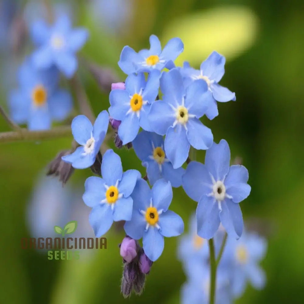 Stunning Blue Ground Cover Flowering Plant Seeds - Perfect for Enhancing Your Garden with Lush, Low-Maintenance Beauty through Thoughtful Planting and Gardening - Image 4