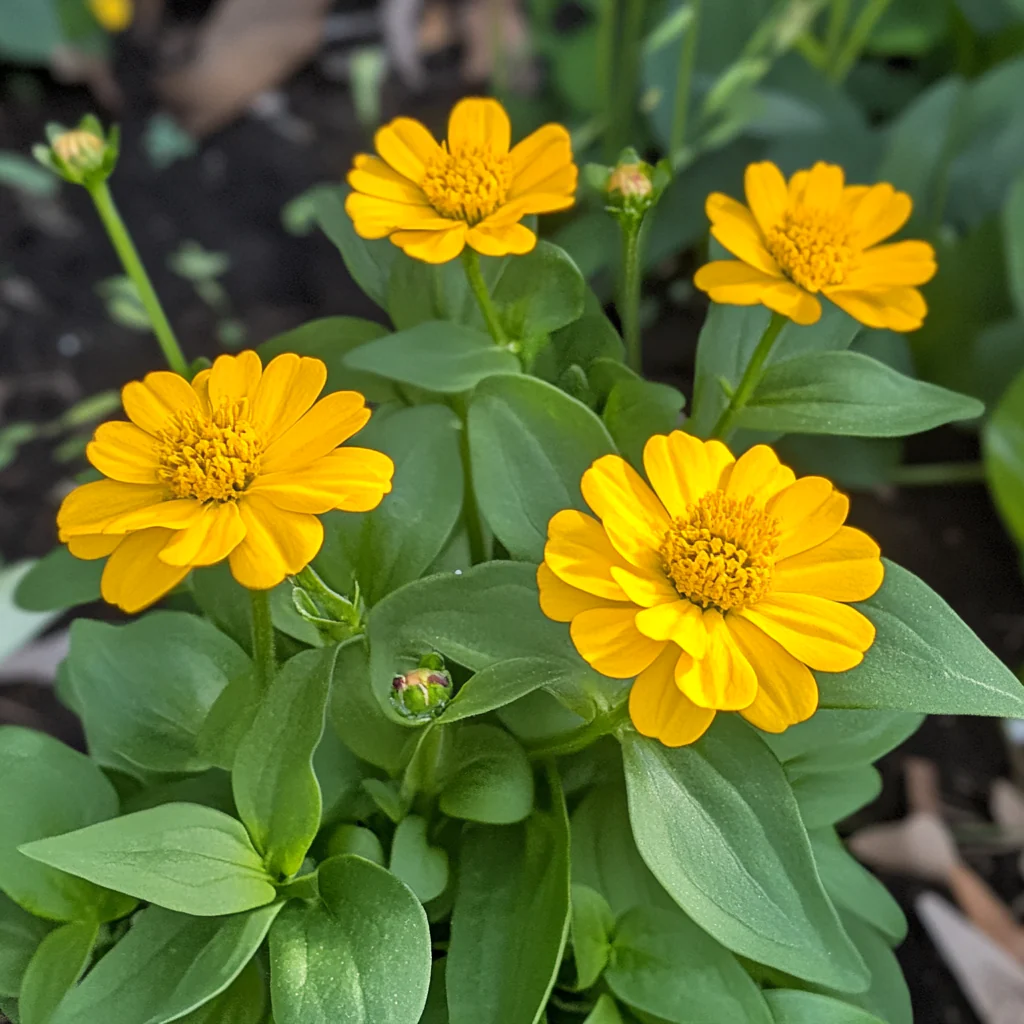 Stunning Golden-Yellow Blooms with Excellent Cold Tolerance - Image 2