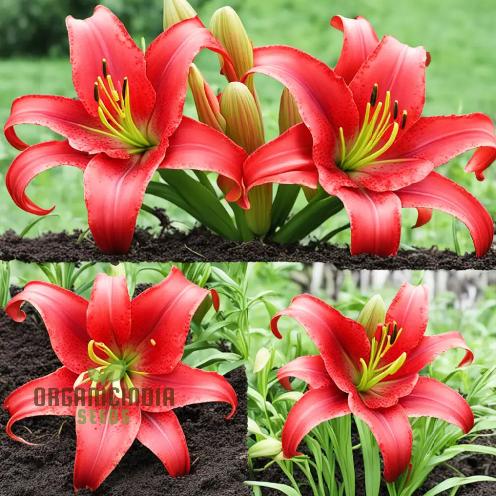 Stunning Red Lily Flower seeds, Fragrant Flowers Planting Bulb for Home Gardening