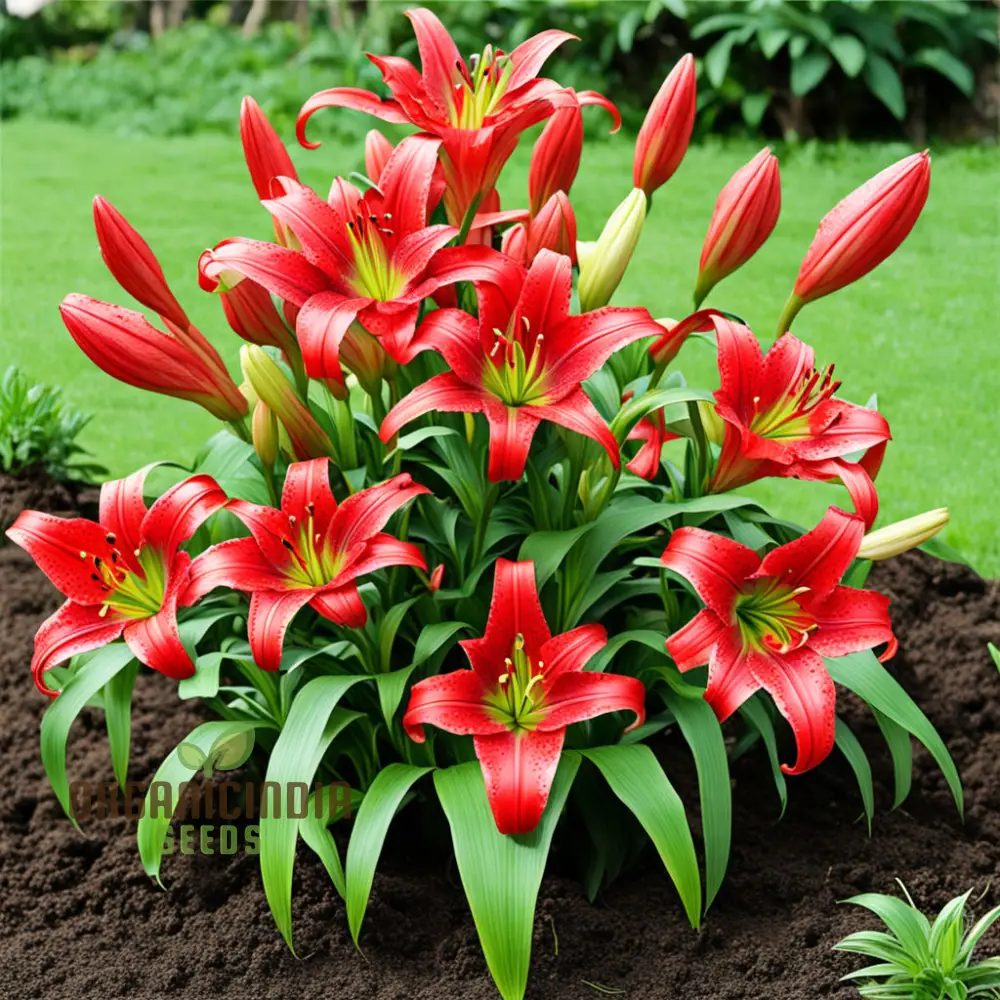 Stunning Red Lily Flower seeds, Fragrant Flowers Planting Bulb for Home Gardening - Image 3