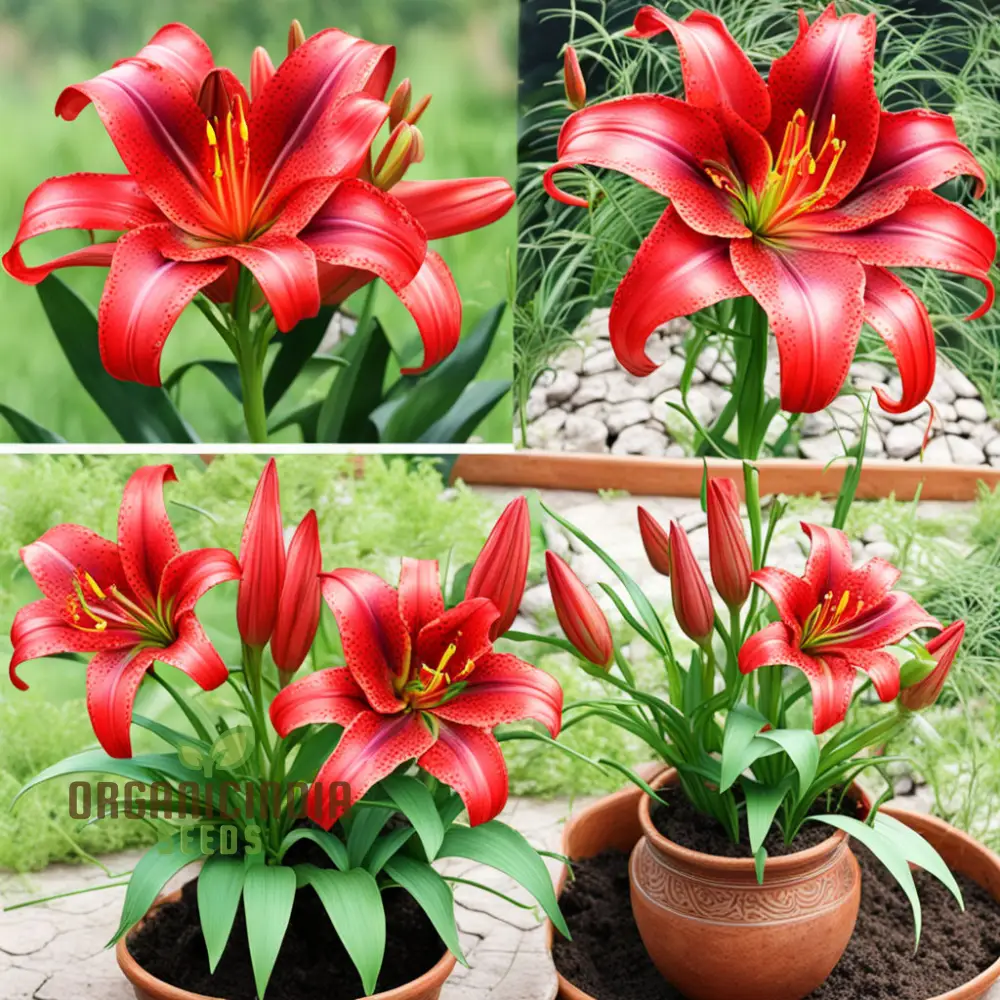 Stunning Red Lily Flower seeds, Fragrant Flowers Planting Bulb for Home Gardening - Image 4