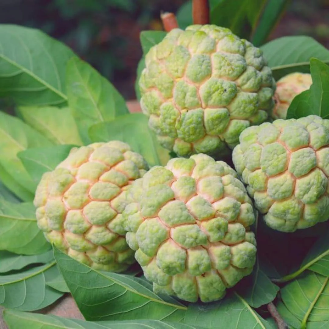 Sugar Apple Fruit Seeds