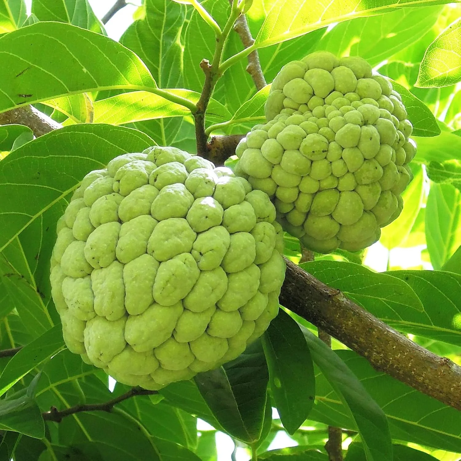 Sugar Apple Tropical Fruit Plant Tree – Sweet Exotic Fruit for Gardens – 1 Pc - Image 3