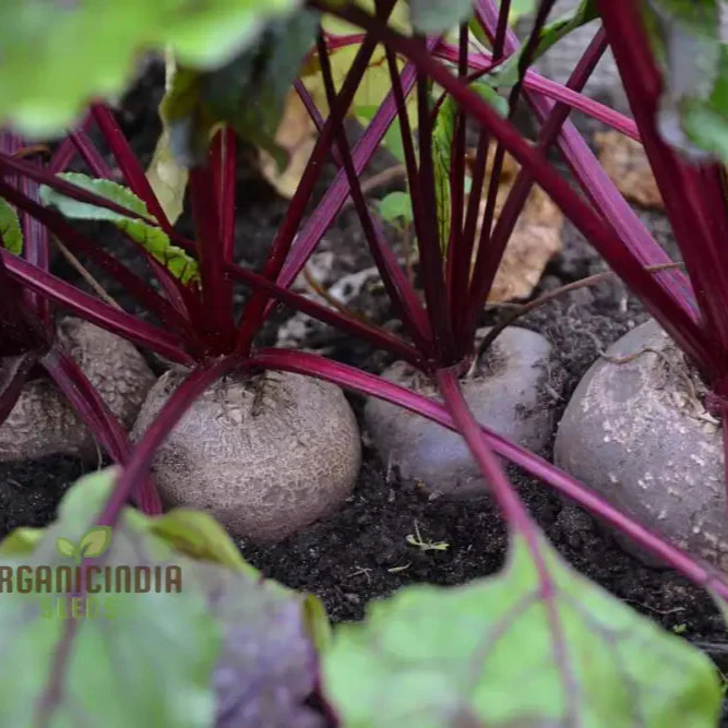 Unlock the Garden's Treasure Trove, Cultivate Golden Beet Root Seeds for a Bountiful Harvest of Sweetness and Nutrition