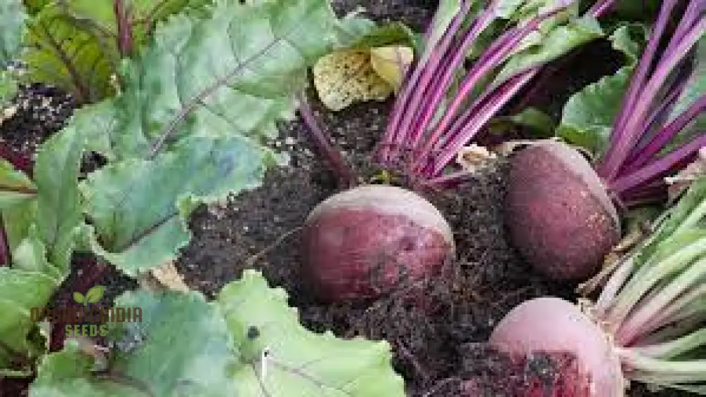 Unlock the Garden's Treasure Trove, Cultivate Golden Beet Root Seeds for a Bountiful Harvest of Sweetness and Nutrition - Image 4
