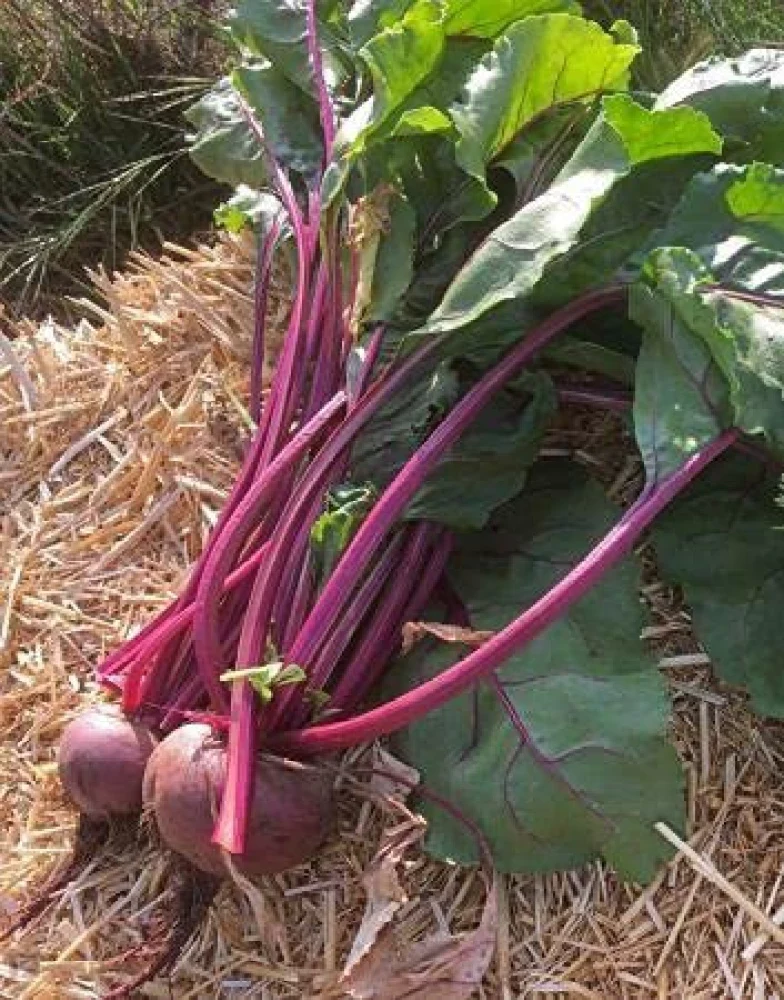 Unlock the Garden's Treasure Trove, Cultivate Golden Beet Root Seeds for a Bountiful Harvest of Sweetness and Nutrition - Image 5