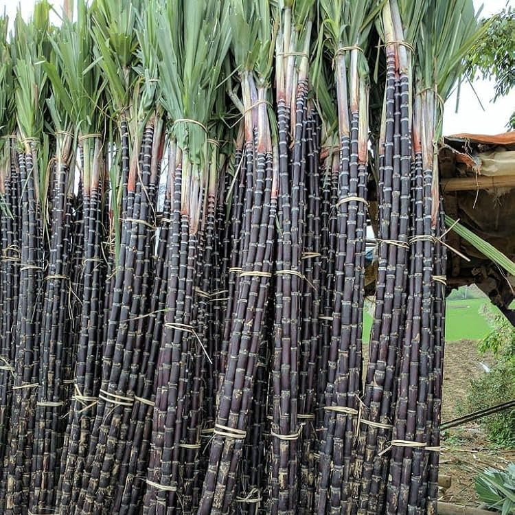 Sugar Cane Plant Seeds Premium Quality for Garden and Landscaping