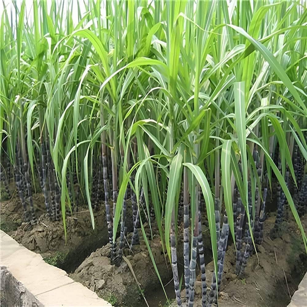 Sugar Cane Plant Seeds Premium Quality for Garden and Landscaping - Image 2