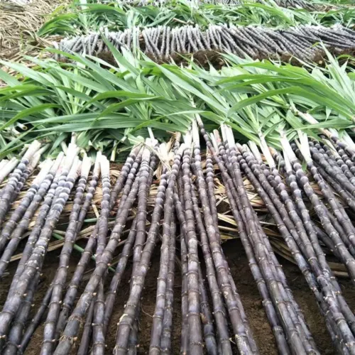 Sugar Cane Plant Seeds Premium Quality for Garden and Landscaping - Image 3