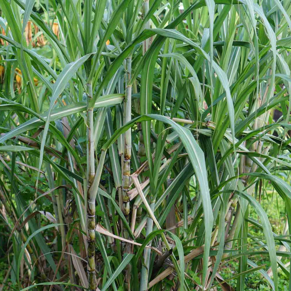 Sugar Cane Plant Seeds Premium Quality for Garden and Landscaping - Image 4