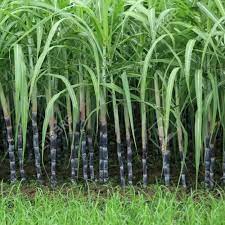 Sugar Cane Plant Seeds Premium Quality for Garden and Landscaping - Image 5