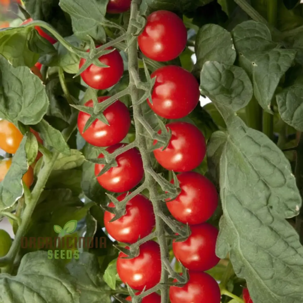 Sugar Gloss Cherry Tomato Seeds - Sweet and Shiny Cherry Tomatoes for Your Garden