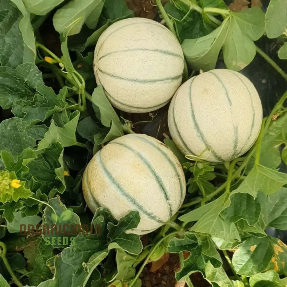 Green Muskmelon Seeds, Smooth fruit Planting Seeds For Plant Gardening