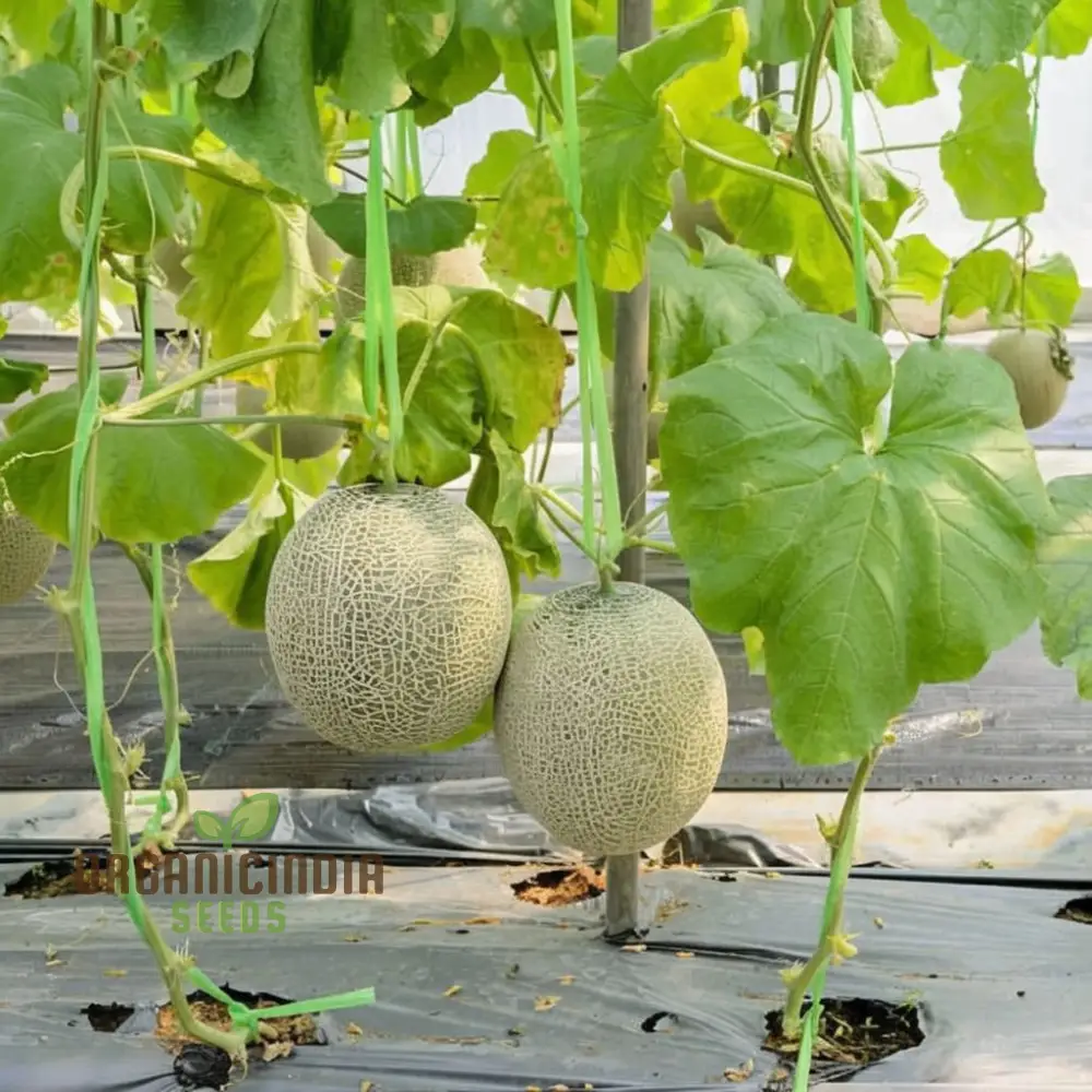 Green Muskmelon Seeds, Smooth fruit Planting Seeds For Plant Gardening - Image 3