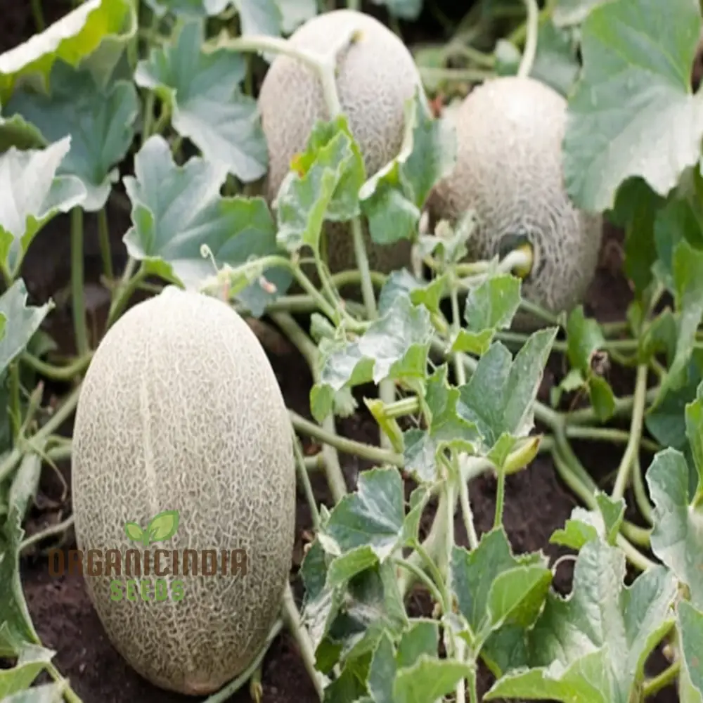 Green Muskmelon Seeds, Smooth fruit Planting Seeds For Plant Gardening - Image 4
